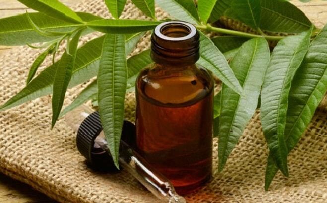 Tea tree oil - a folk remedy to get rid of warts on the penis