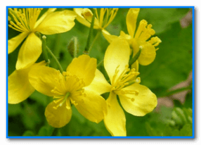 Celandine, which has a searing property, will help to remove the papilloma
