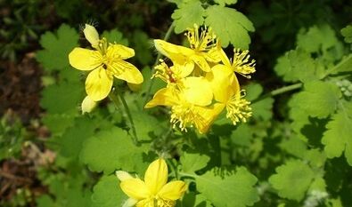 Rules for using Warts Celandine