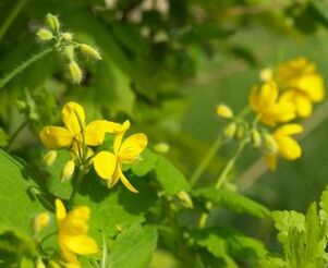 Celandine for warts on the body